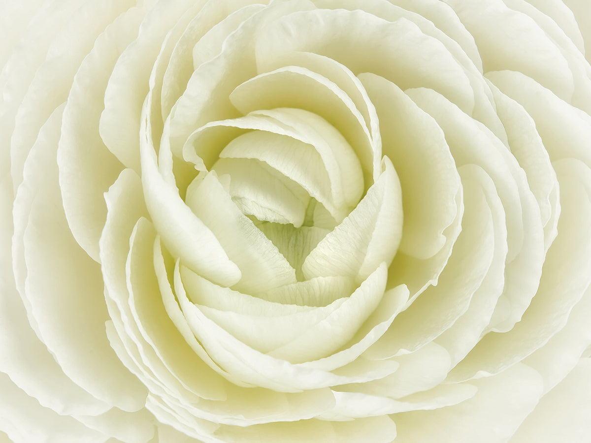 White Persian Buttercup
