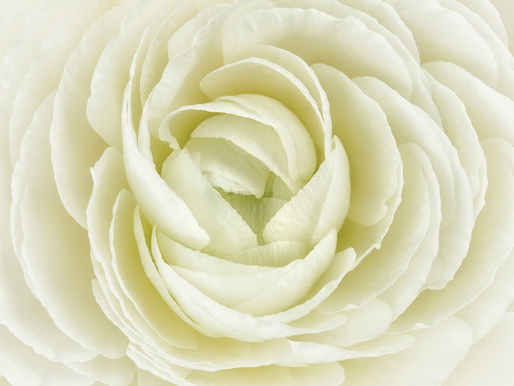 Arte de la lona del ranúnculo persa blanco