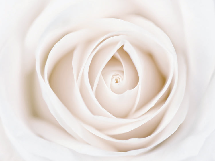Arte de la lona de la rosa blanca