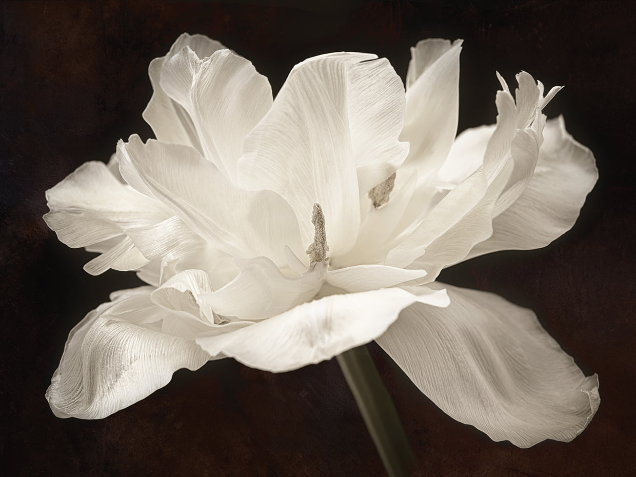 White Tulip I