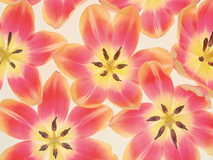 Yellow and Coral Red Tulips