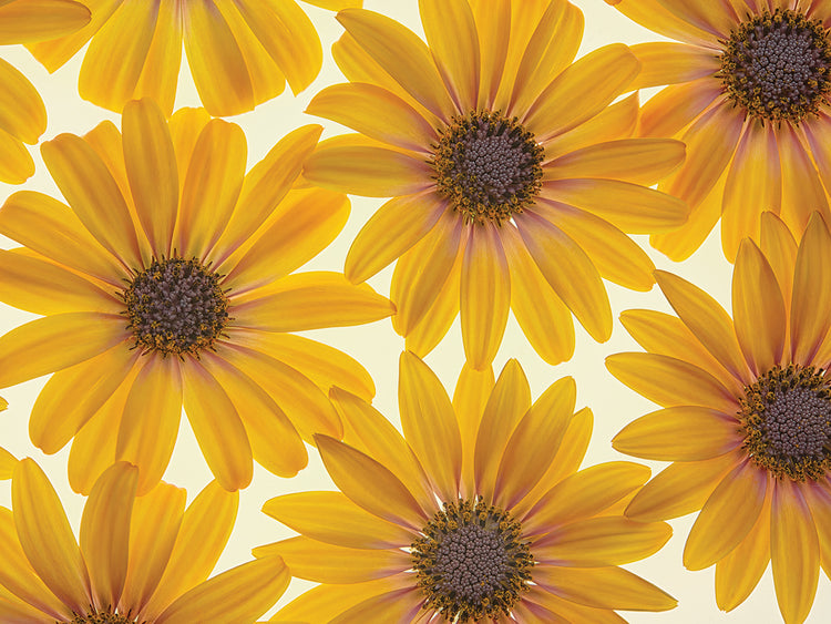 Arte de lienzo amarillo Cape Dasies