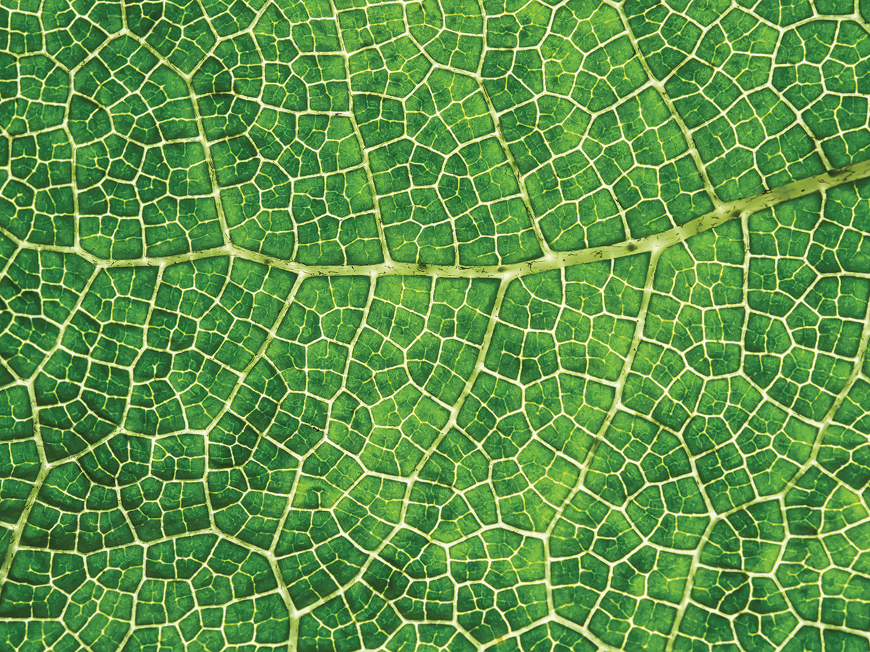 Green Leaf Texture
