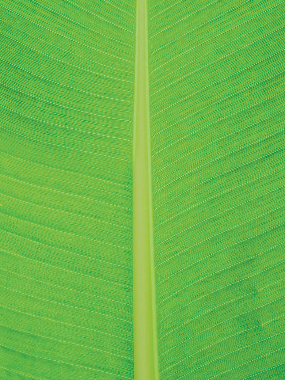 Leaf Texture I