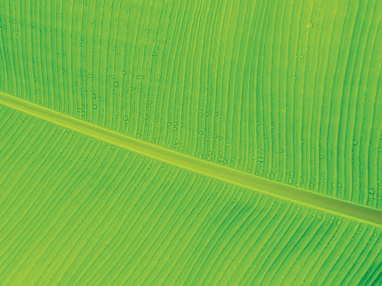 Textura de hoja II Lienzo
