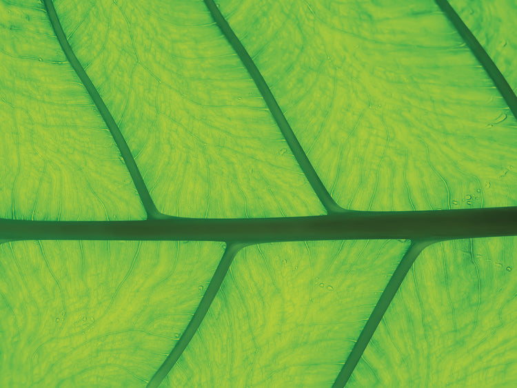 Arte de la lona de la textura de la hoja III
