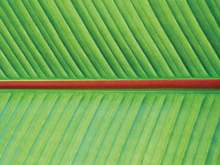 Arte de la lona de la textura de la hoja V