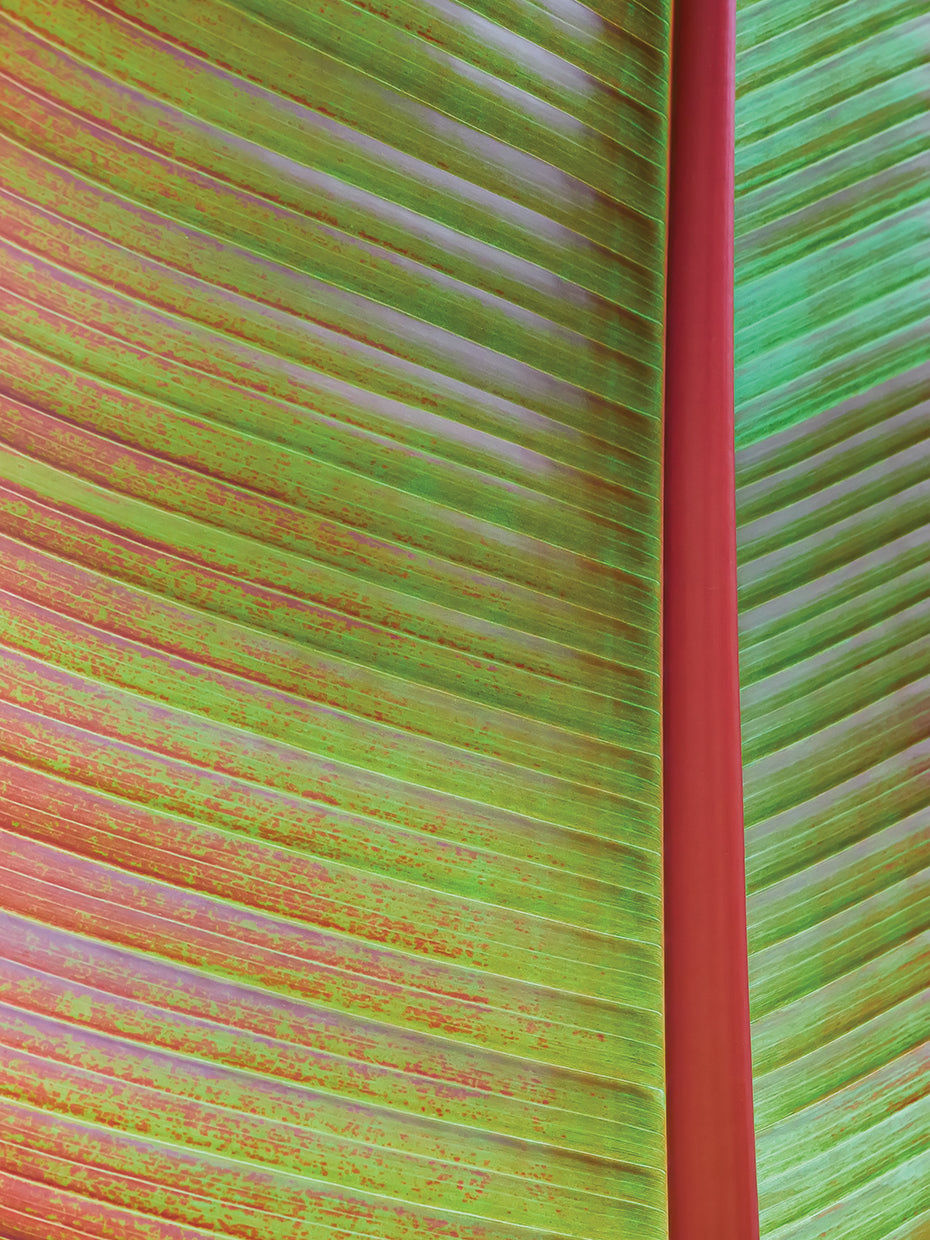 Leaf Texture VI