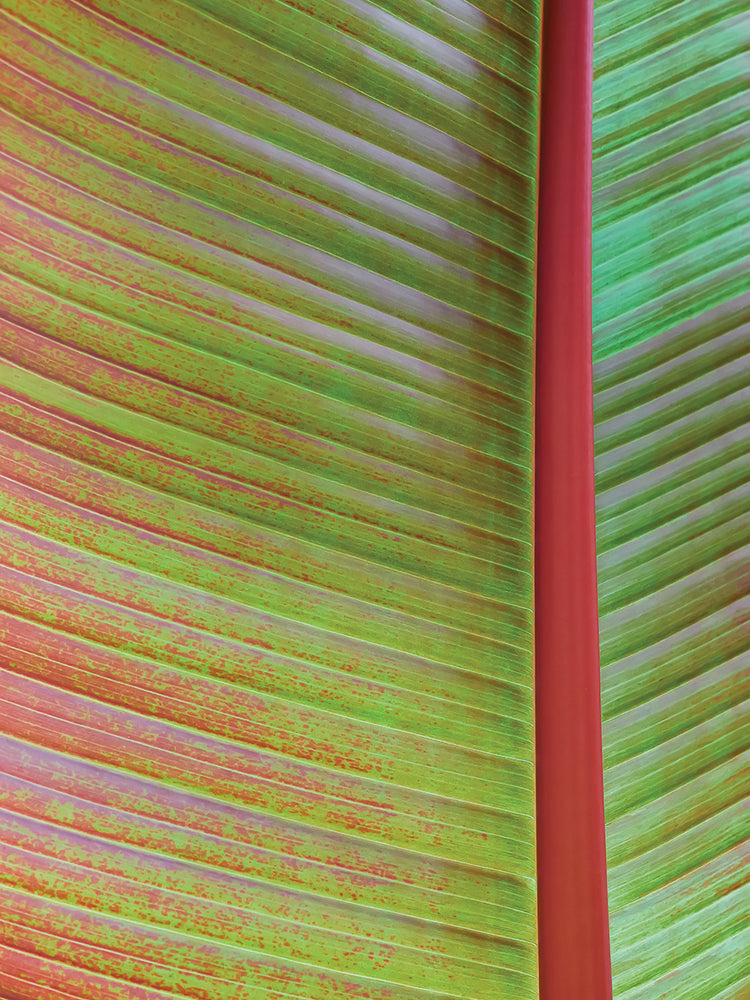 Arte de la lona de la textura de la hoja VI