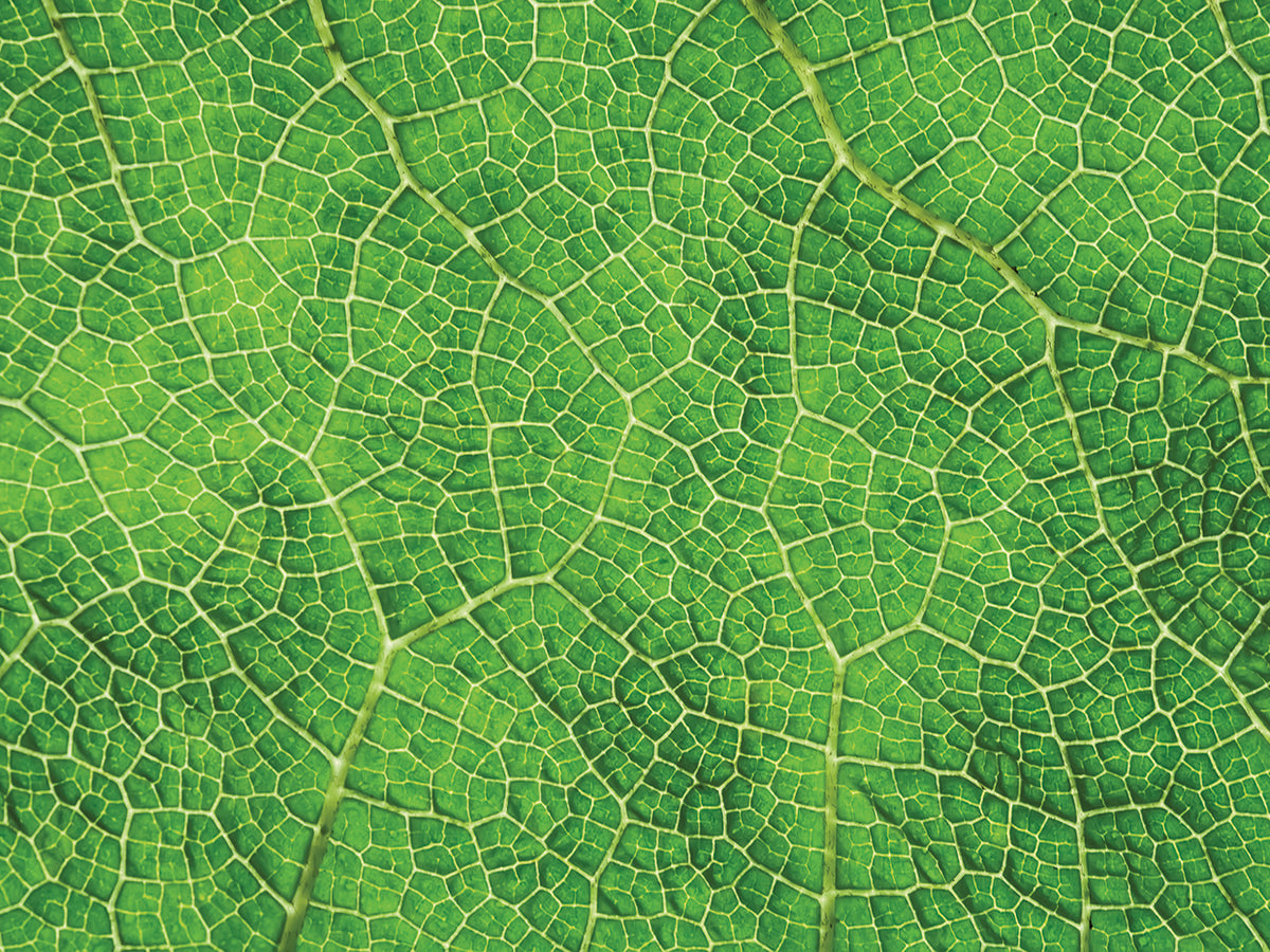 Leaf Texture VII