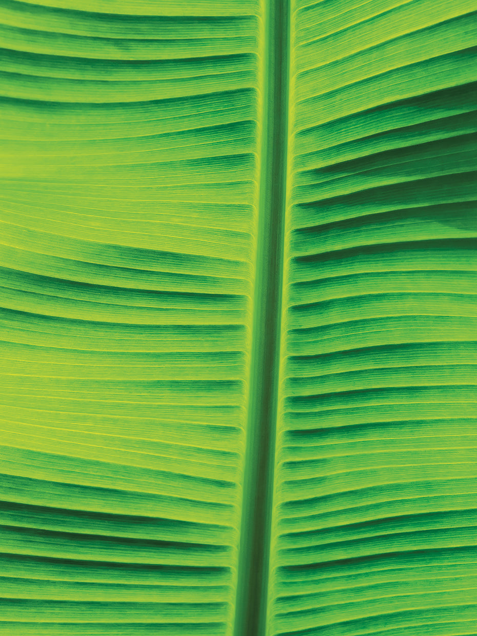 Leaf Texture VIII