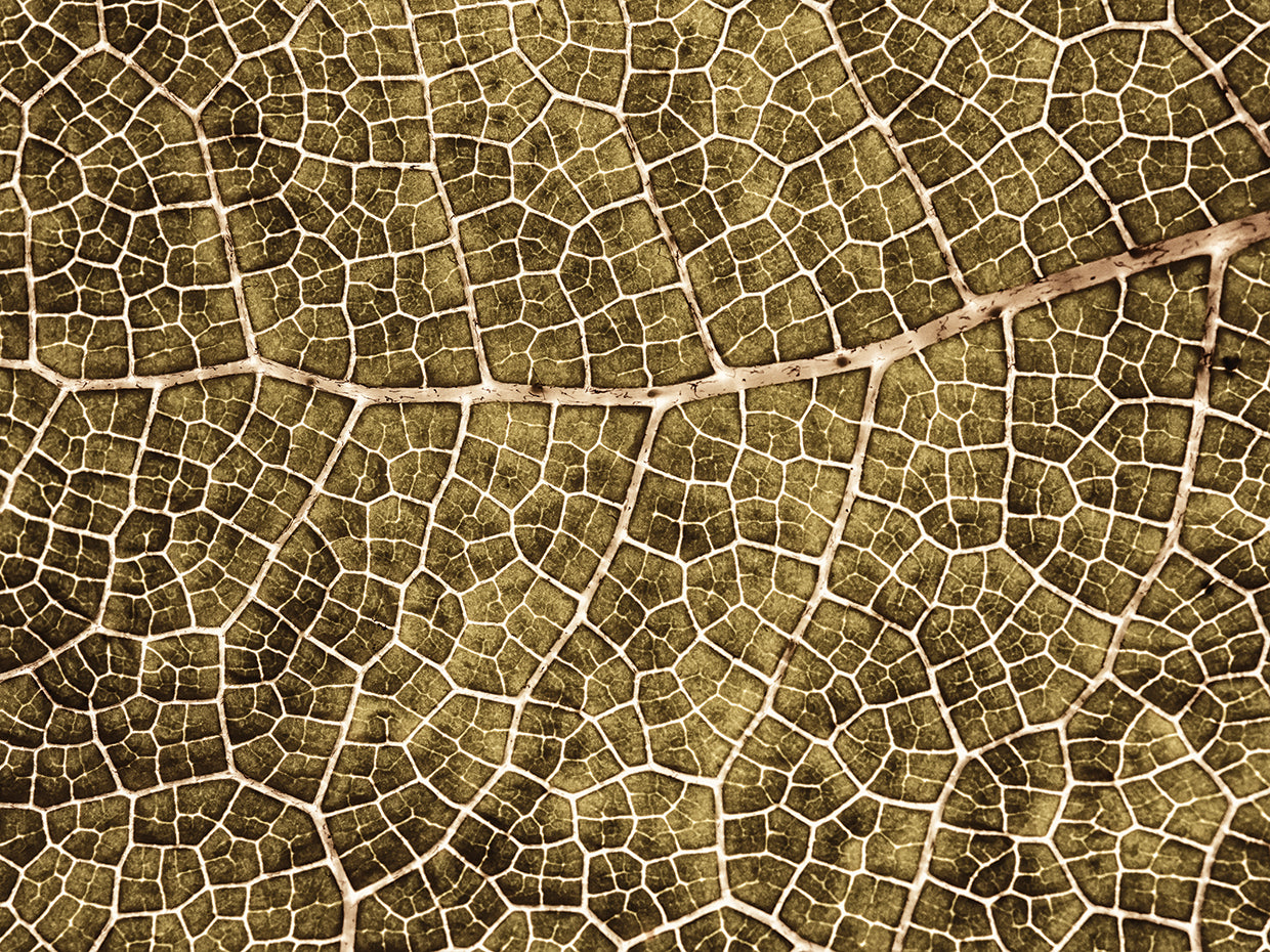Sepia Leaf Texture