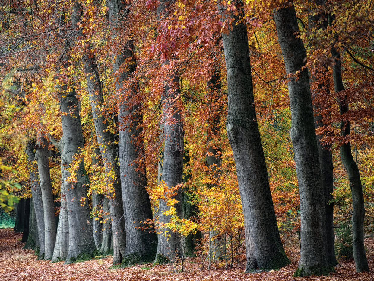 Autumn Beeches I