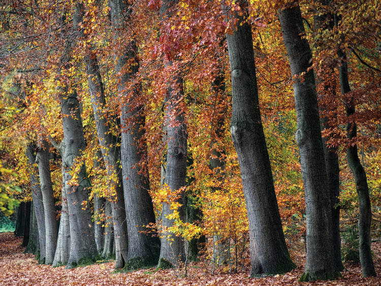 Autumn Beeches I
