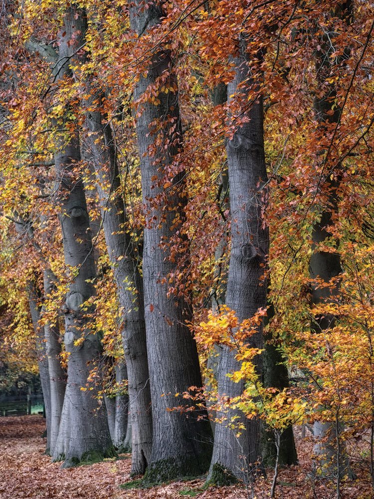 Autumn Beeches II