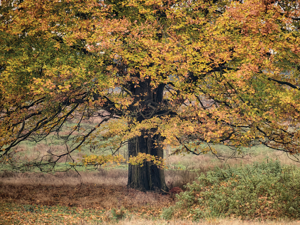 Beech Tree