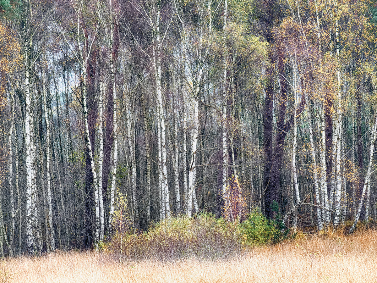 Birches