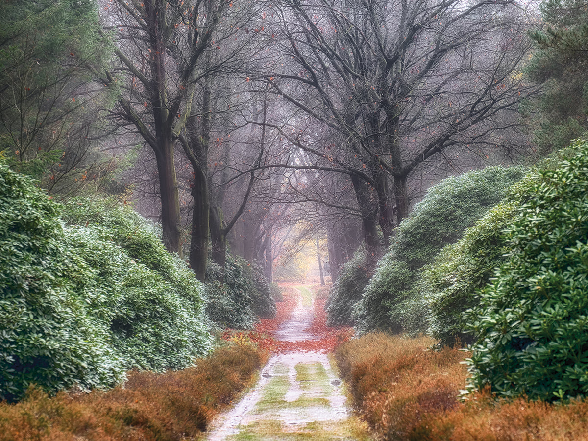Rhodondendron Lane
