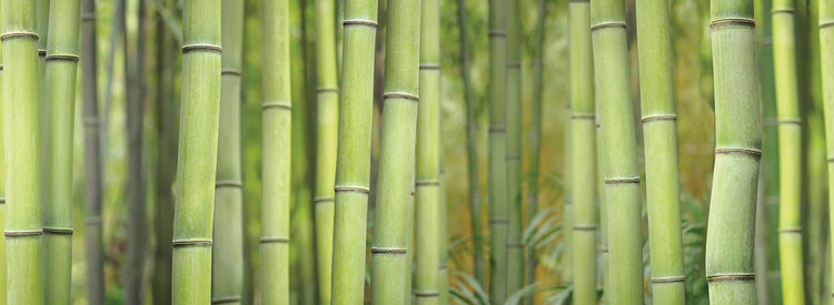 Bamboo Scape