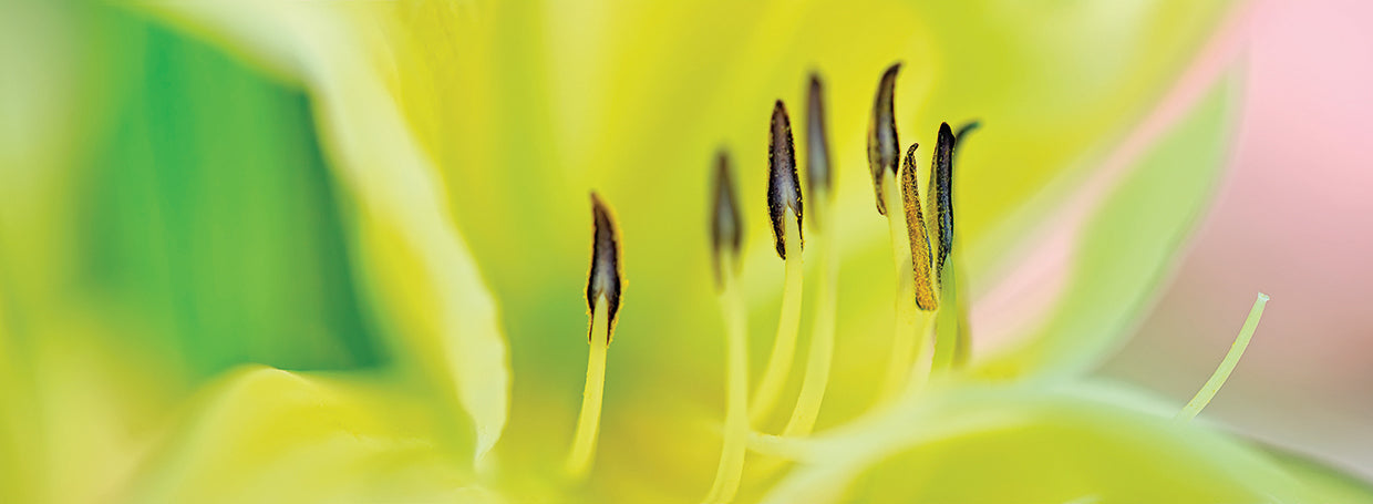Day Lily Scape