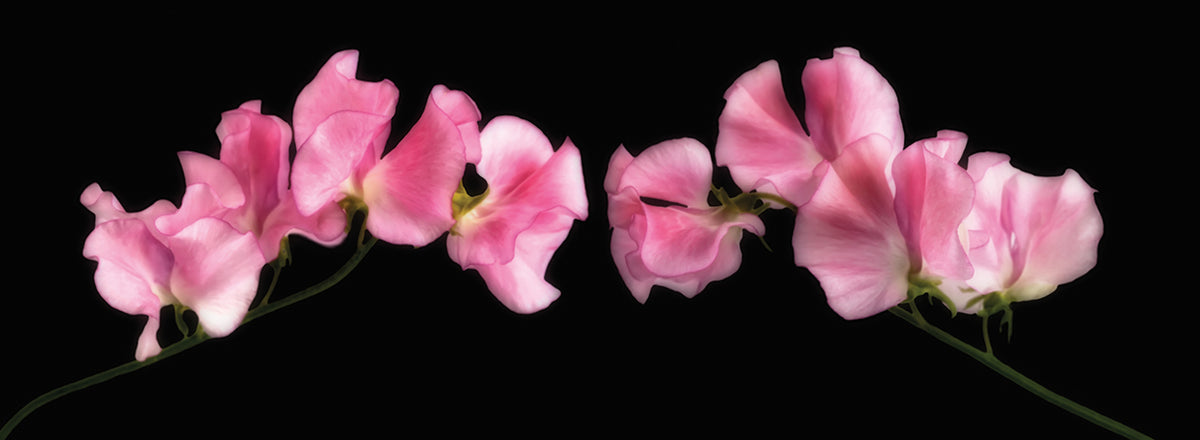 Glowing Sweet Peas