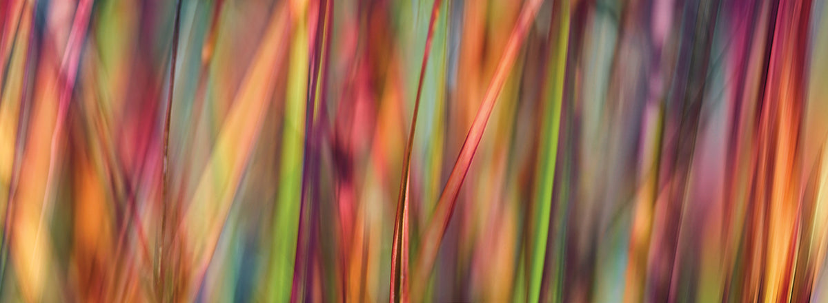 Grass Spectrography