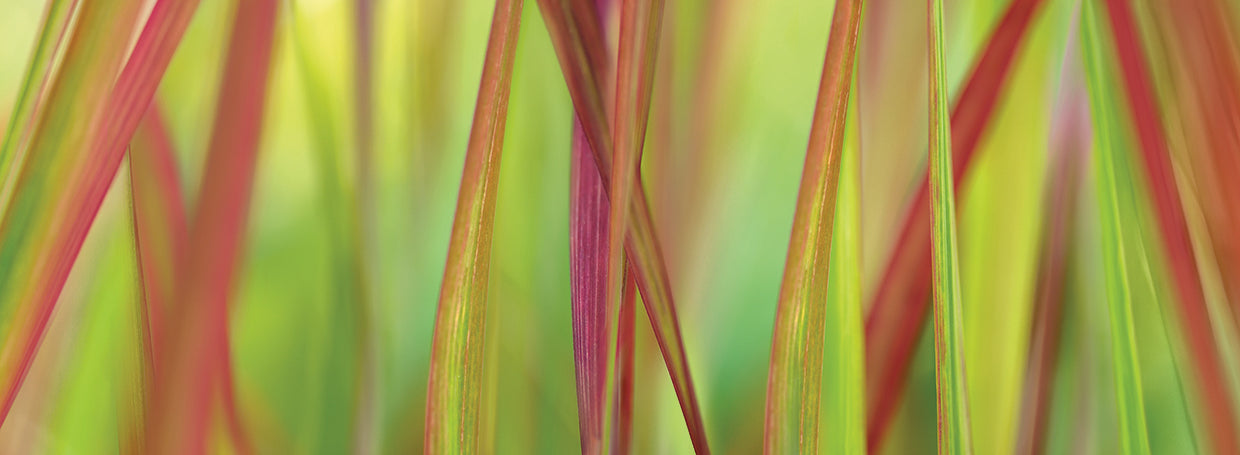 Green & Red Grass Scape