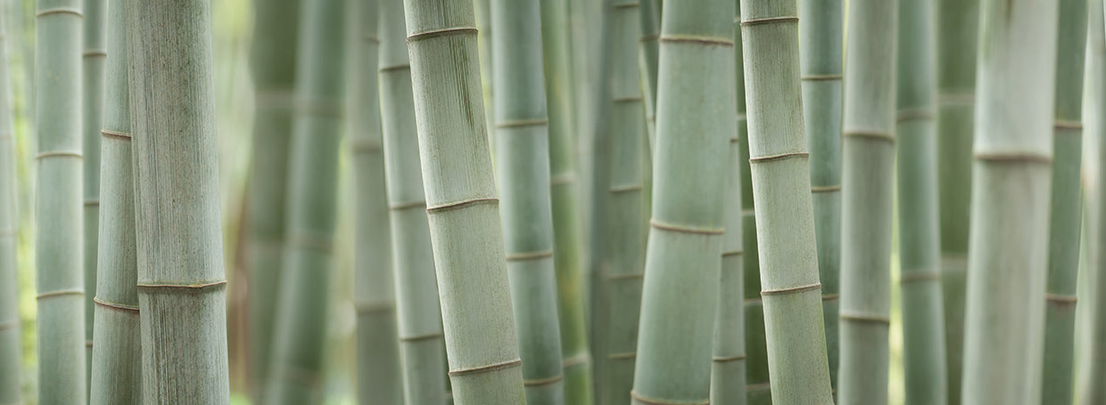 Grey Bamboo Scape