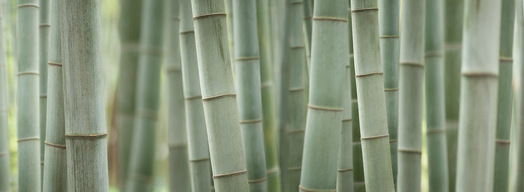 Grey Bamboo Scape