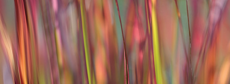 Imperata Grass Scape