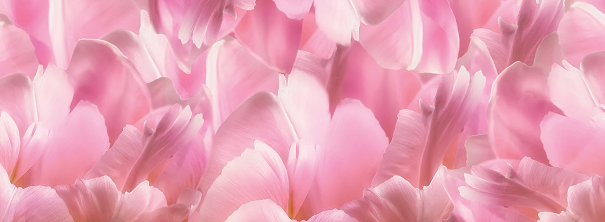 Pink Tulip Scape