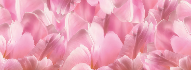Pink Tulip Scape