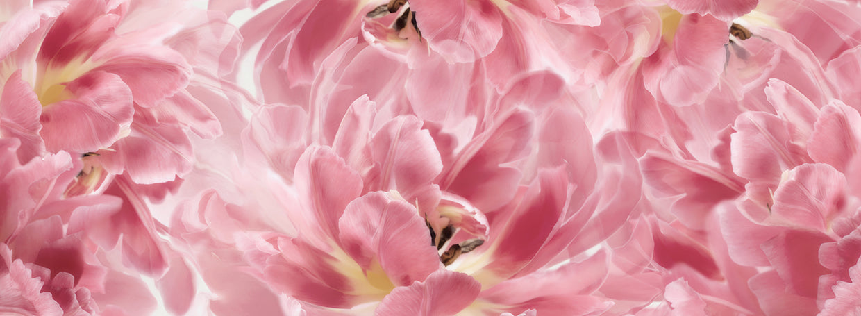 Pink Tulips Scape