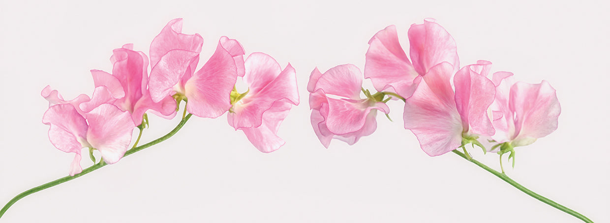Two Sweet Peas