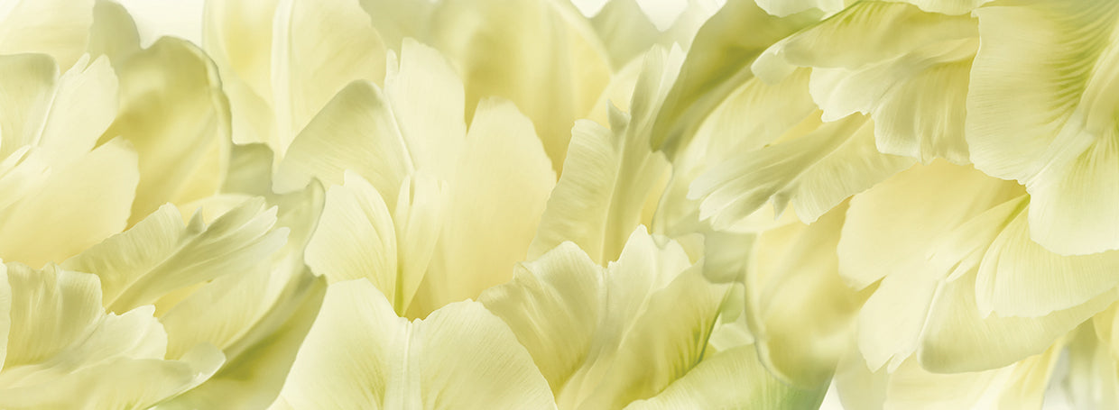 Yellow Tulip Scape