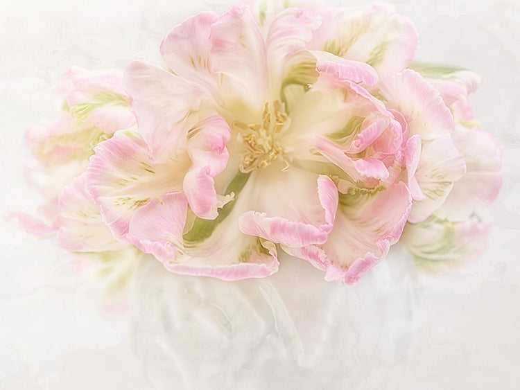 Pink Parrot Tulips Bouquet