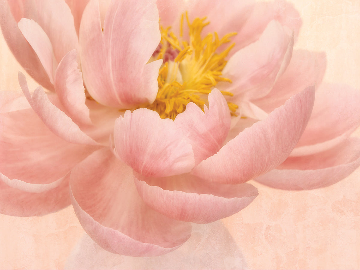 Pink Peony