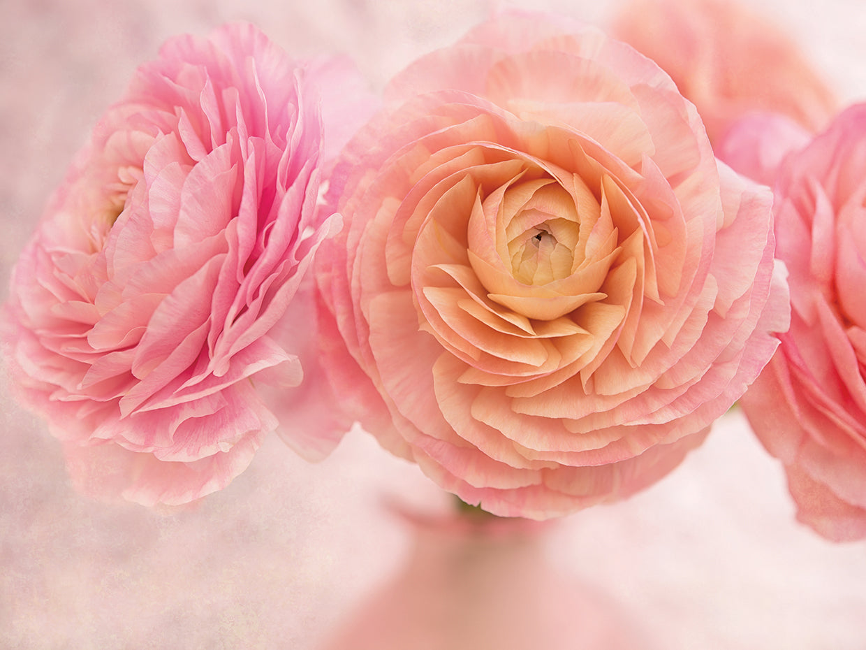 Pink Persian Buttercup Bouquet