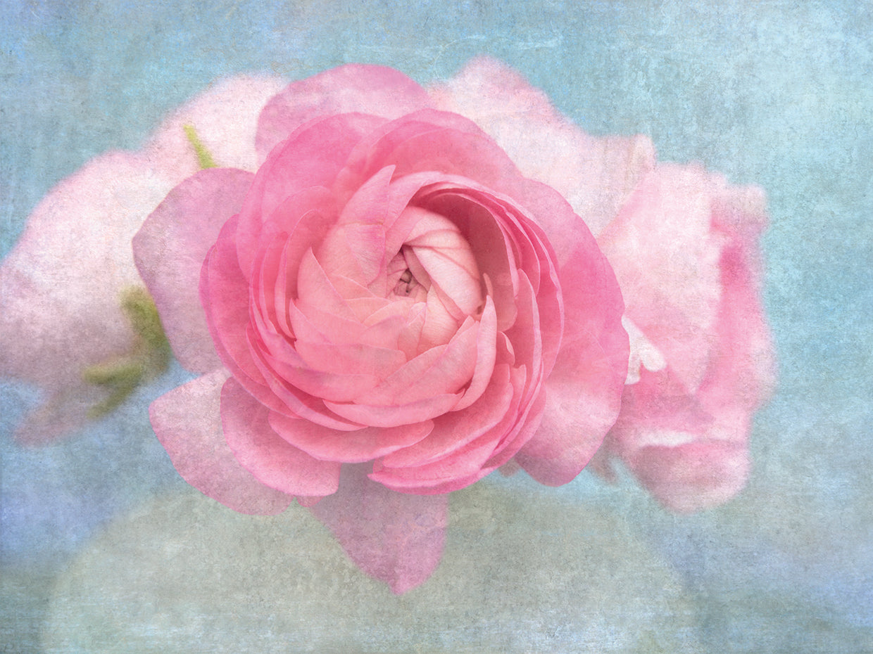 Pink Persian Buttercup Still Life