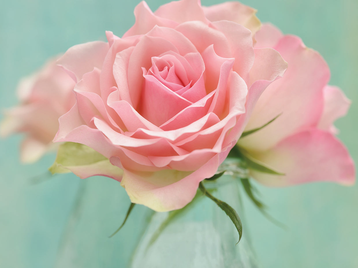 Pink Roses