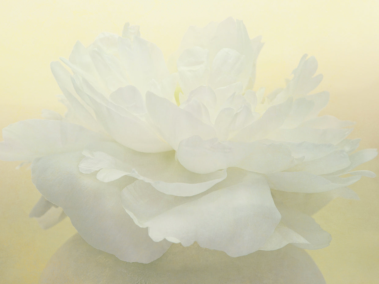 Pure White Peony