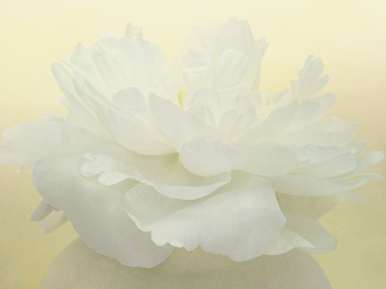 Arte de lienzo de peonía blanca pura
