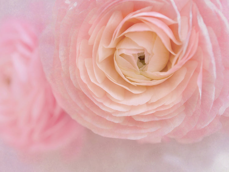 Arte de la lona del ramo de la flor rosada suave