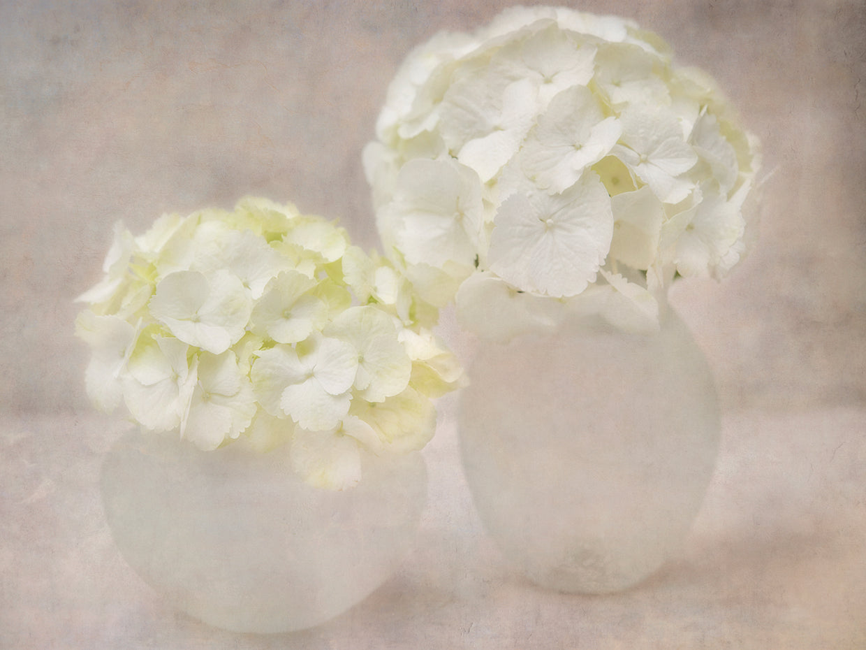 White Hortensia Still Life