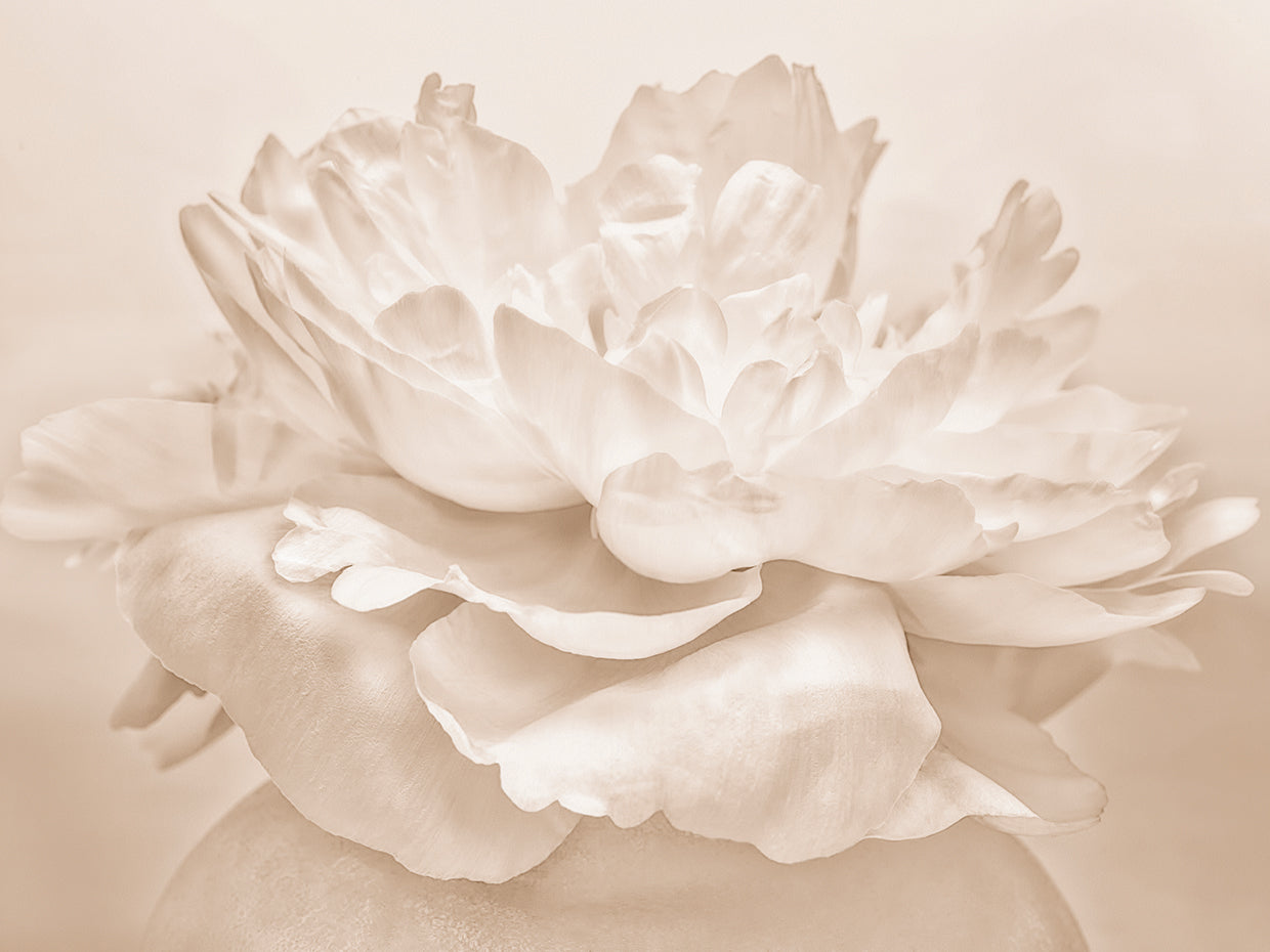 White Peony