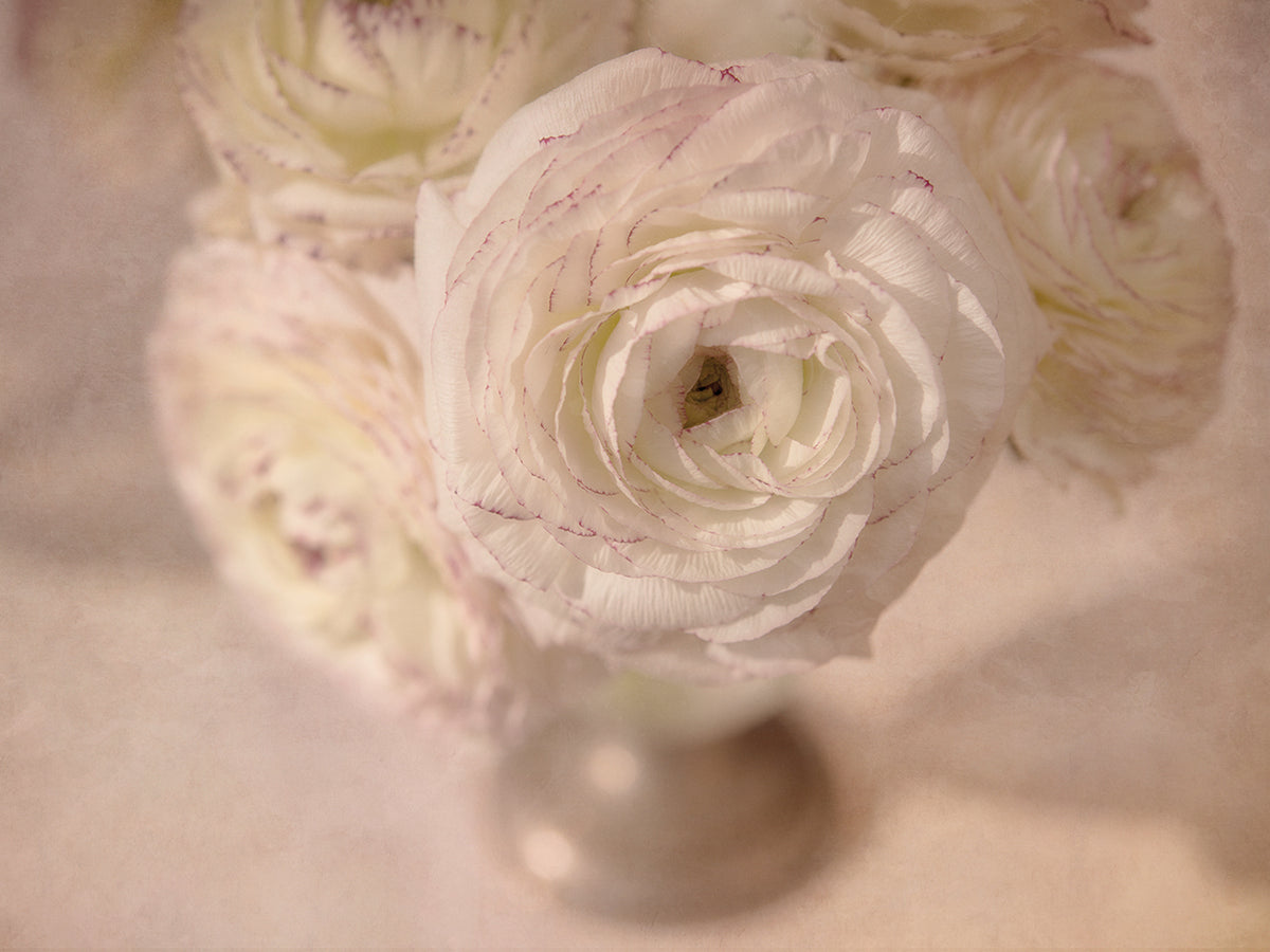 White Persian Buttercup Still Life