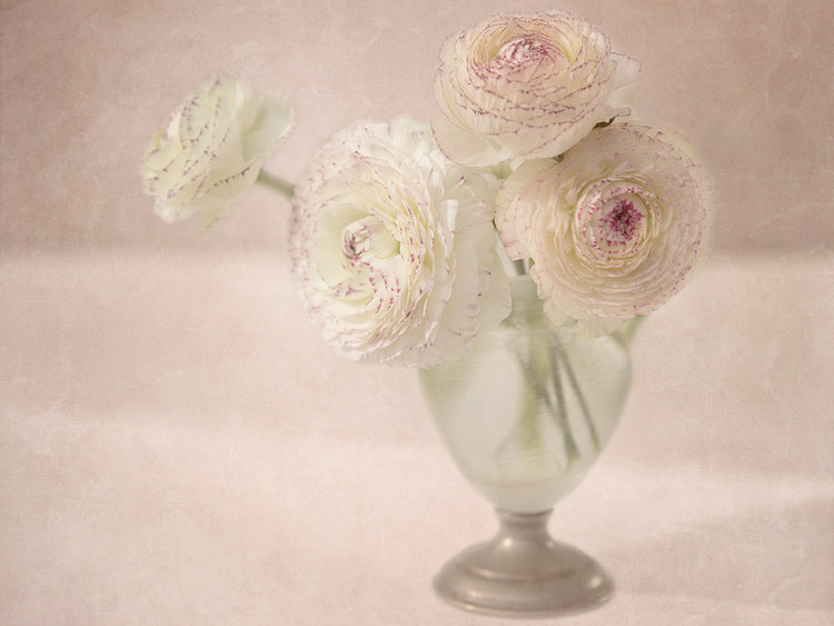 White Persian Buttercups Posy
