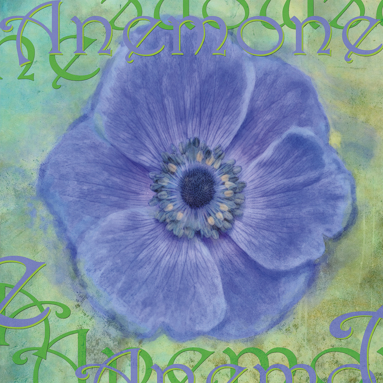 Anemone