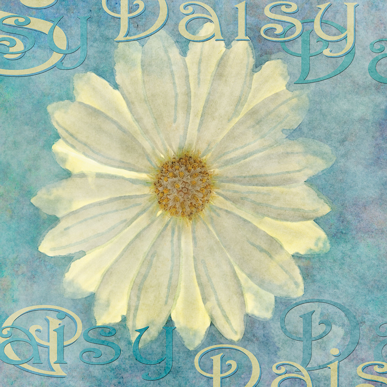 Daisy