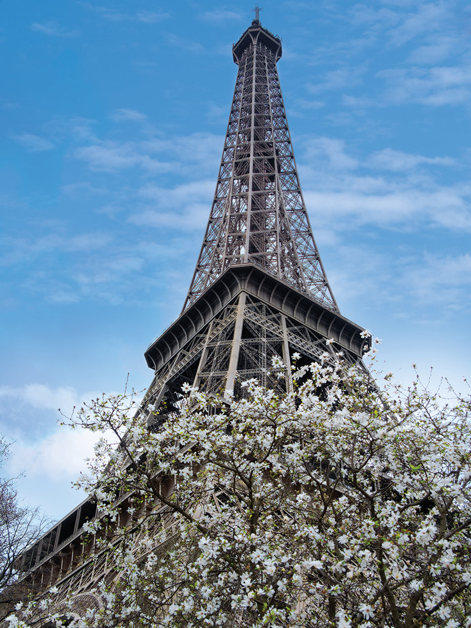 Eiffel Tower with Blossoming Magnolia